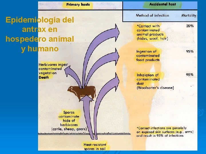 Epidemiología del antrax en hospedero animal y humano 