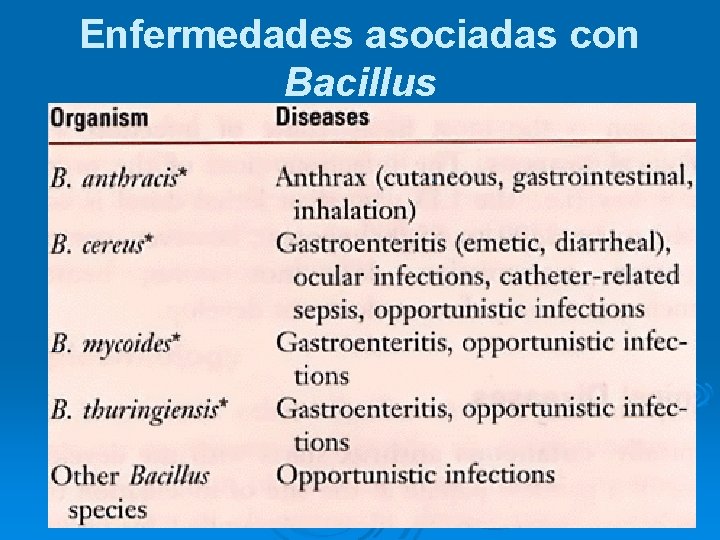 Enfermedades asociadas con Bacillus 