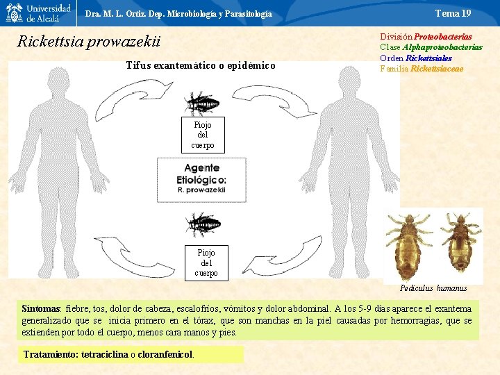 Dra. M. L. Ortiz. Dep. Microbiología y Parasitología Rickettsia prowazekii Tifus exantemático o epidémico