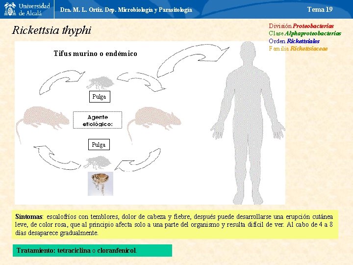 Dra. M. L. Ortiz. Dep. Microbiología y Parasitología Rickettsia thyphi Tifus murino o endémico