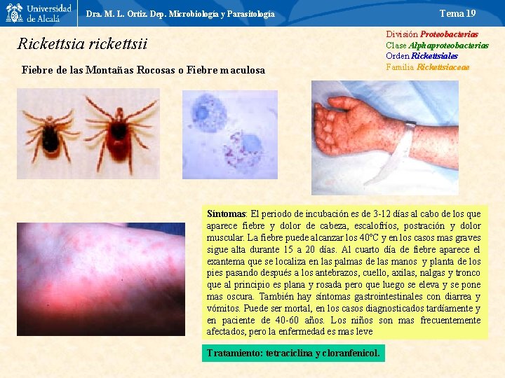 Dra. M. L. Ortiz. Dep. Microbiología y Parasitología Rickettsia rickettsii Fiebre de las Montañas