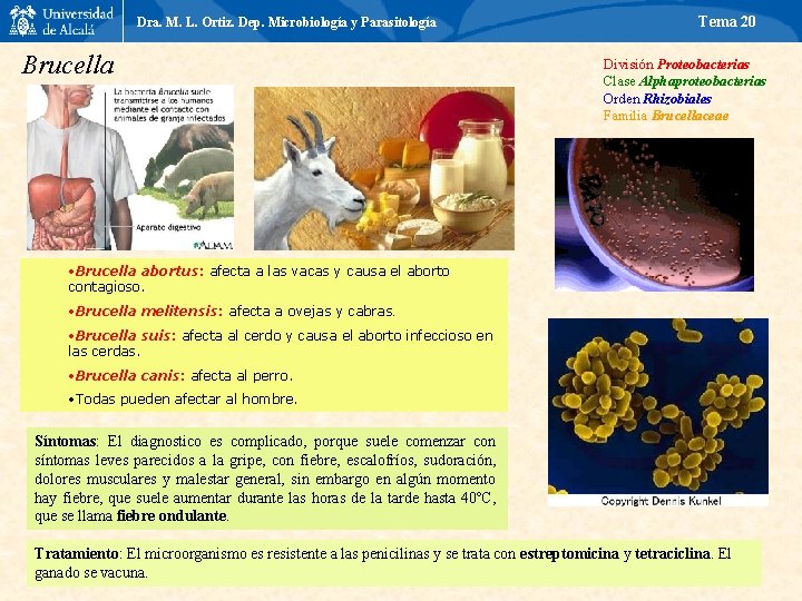 Dra. M. L. Ortiz. Dep. Microbiología y Parasitología Brucella Tema 20 División Proteobacterias Clase