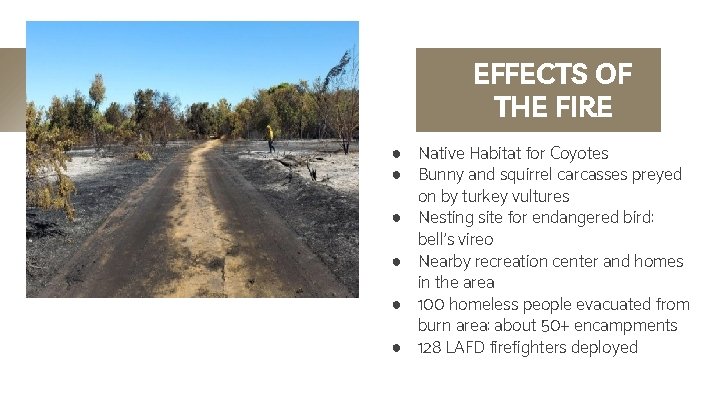 EFFECTS OF THE FIRE ● Native Habitat for Coyotes ● Bunny and squirrel carcasses