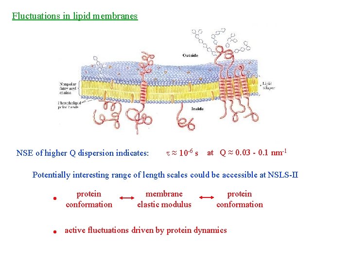 Fluctuations in lipid membranes NSE of higher Q dispersion indicates: t ≈ 10 -6