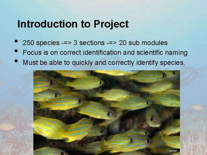 Introduction to Project • • • 250 species -=> 3 sections -=> 20 sub