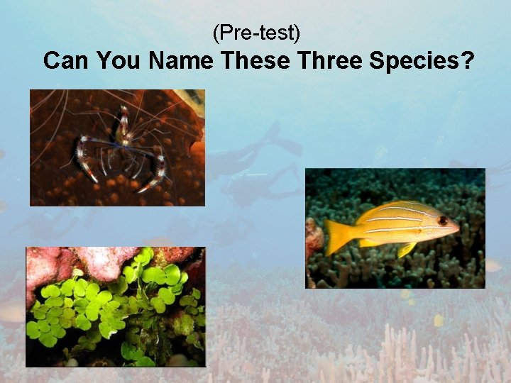 (Pre-test) Can You Name These Three Species? 