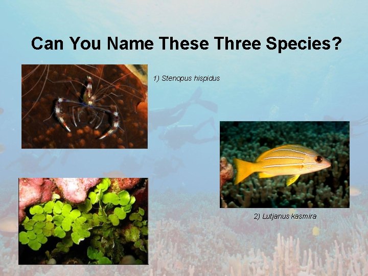 Can You Name These Three Species? Lutjanus kasmira 1) Stenopus hispidus 2) Lutjanus kasmira