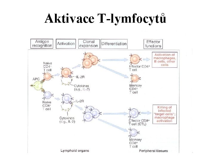 Aktivace T-lymfocytů 
