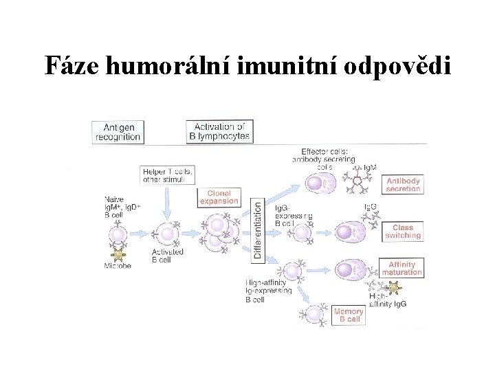 Fáze humorální imunitní odpovědi 