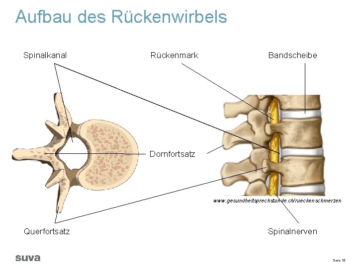 Aufbau des Rückenwirbels Spinalkanal Rückenmark Bandscheibe Dornfortsatz www. gesundheitsprechstunde. ch/rueckenschmerzen Querfortsatz Spinalnerven Seite 10