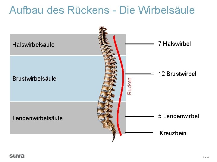 Aufbau des Rückens - Die Wirbelsäule 7 Halswirbelsäule Lendenwirbelsäule Rücken Brustwirbelsäule 12 Brustwirbel 5