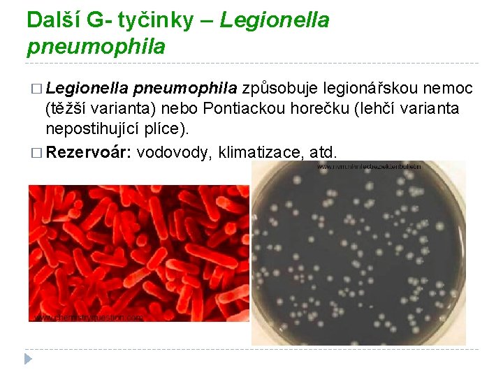 Další G- tyčinky – Legionella pneumophila � Legionella pneumophila způsobuje legionářskou nemoc (těžší varianta)