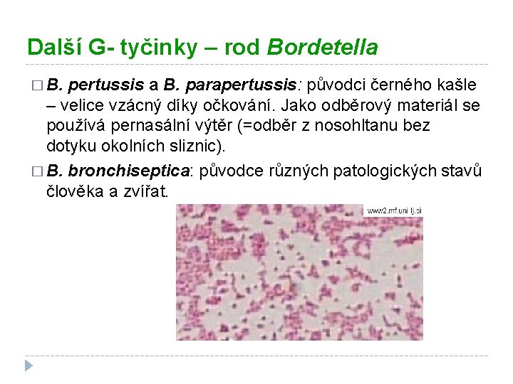 Další G- tyčinky – rod Bordetella � B. pertussis a B. parapertussis: původci černého