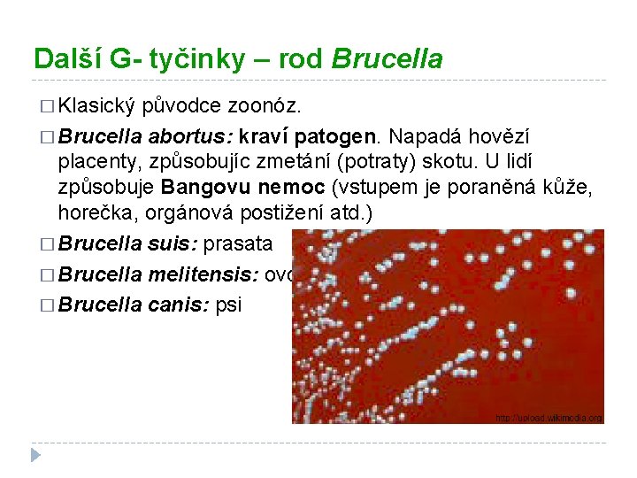 Další G- tyčinky – rod Brucella � Klasický původce zoonóz. � Brucella abortus: kraví