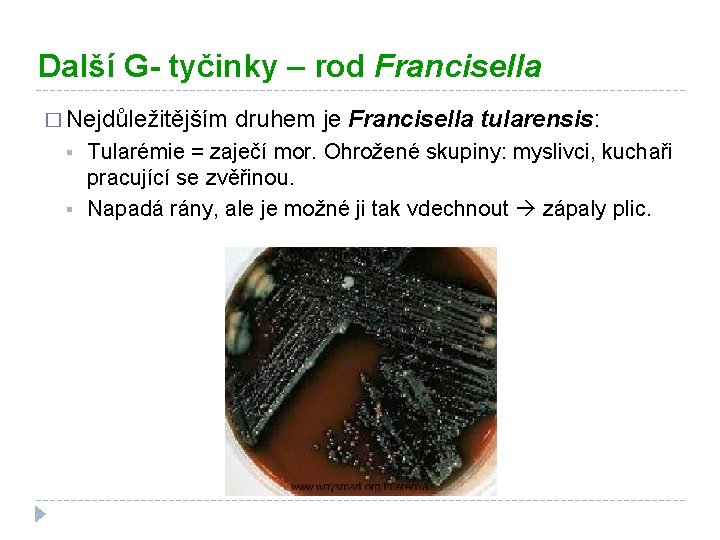 Další G- tyčinky – rod Francisella � Nejdůležitějším § § druhem je Francisella tularensis: