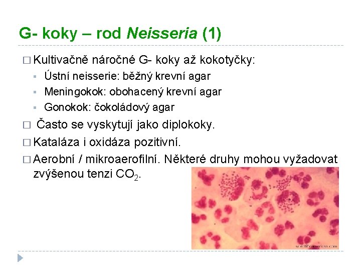 G- koky – rod Neisseria (1) � Kultivačně § § § náročné G- koky