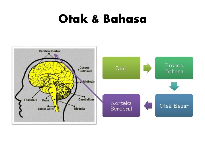 Otak & Bahasa Otak Proses Bahasa Korteks Serebral Otak Besar 