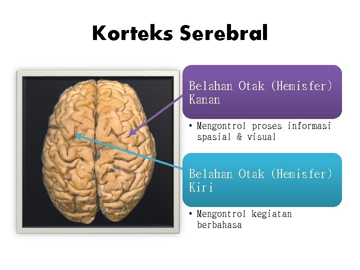 Korteks Serebral Belahan Otak (Hemisfer) Kanan • Mengontrol proses informasi spasial & visual Belahan