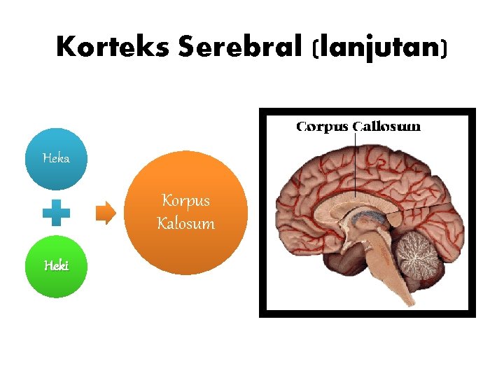 Korteks Serebral (lanjutan) Heka Korpus Kalosum Heki 