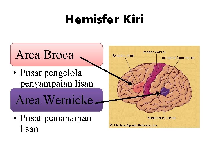 Hemisfer Kiri Area Broca • Pusat pengelola penyampaian lisan Area Wernicke • Pusat pemahaman