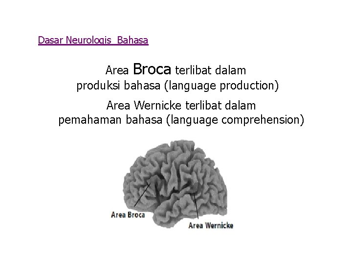Dasar Neurologis Bahasa Area Broca terlibat dalam produksi bahasa (language production) Area Wernicke terlibat