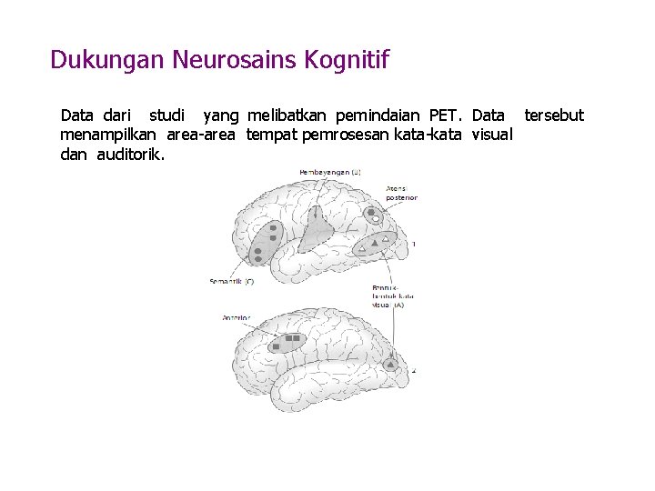 Dukungan Neurosains Kognitif Data dari studi yang melibatkan pemindaian PET. Data tersebut menampilkan area-area