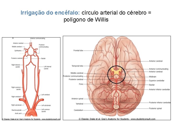 Irrigação do encéfalo: círculo arterial do cérebro = polígono de Willis 