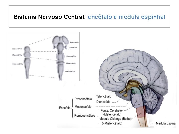 Sistema Nervoso Central: encéfalo e medula espinhal 