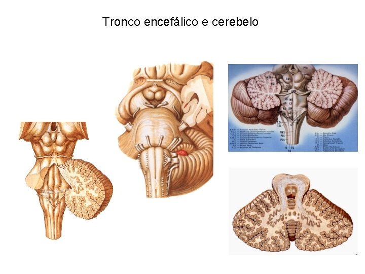 Tronco encefálico e cerebelo 