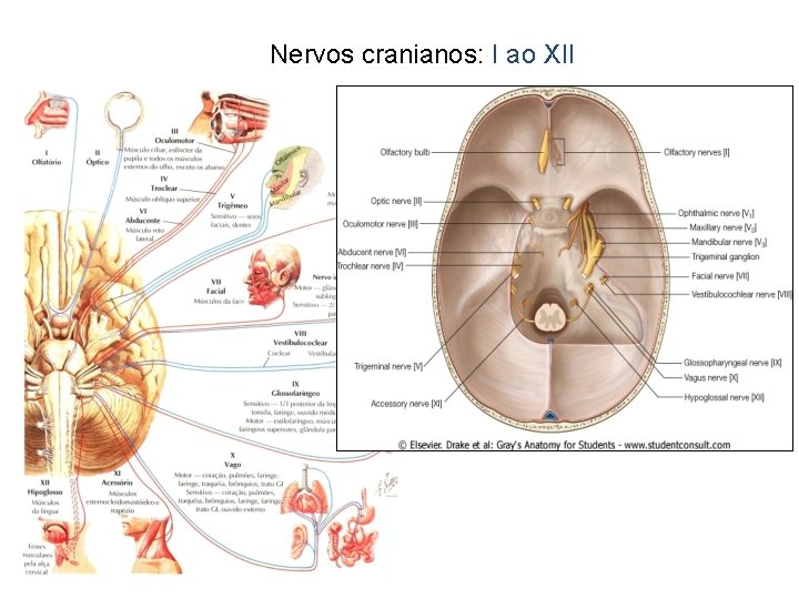 Nervos cranianos: I ao XII 