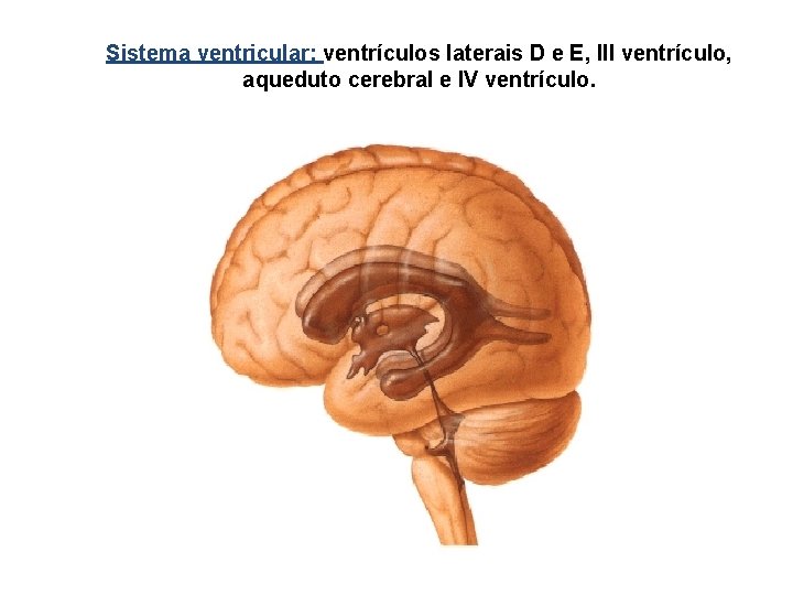 Sistema ventricular: ventrículos laterais D e E, III ventrículo, aqueduto cerebral e IV ventrículo.