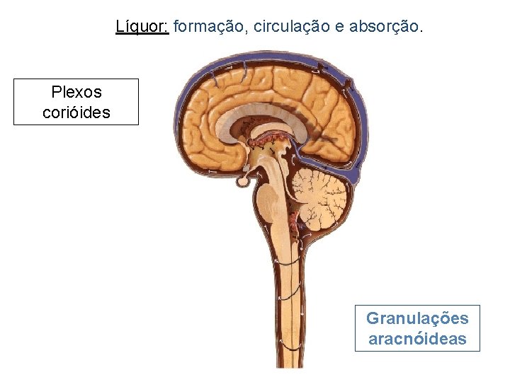Líquor: formação, circulação e absorção. Plexos corióides Granulações aracnóideas 