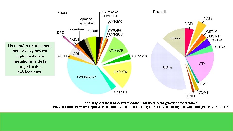 Un numéro relativement petit d’enzymes est impliqué dans le métabolisme de la majorité des