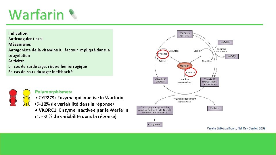 Warfarin Indication: Anticoagulant oral Mécanisme: Antagoniste de la vitamine K, facteur impliqué dans la