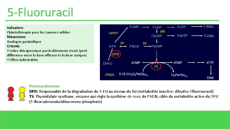 5 -Fluoruracil Indication: Chimiothérapie pour les tumeurs solides Mécanisme: Analogue pyrimidique Criticité: • Index