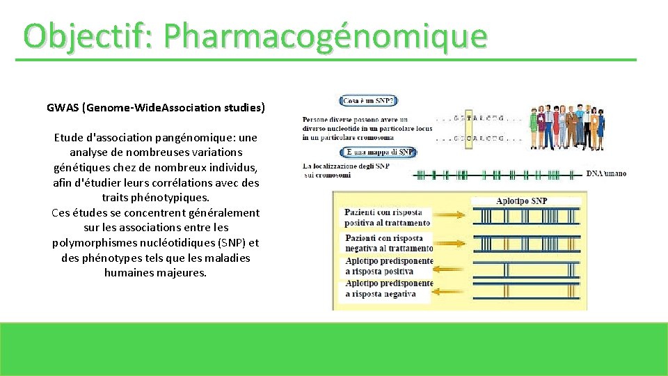 Objectif: Pharmacogénomique GWAS (Genome-Wide. Association studies) Etude d'association pangénomique: une analyse de nombreuses variations