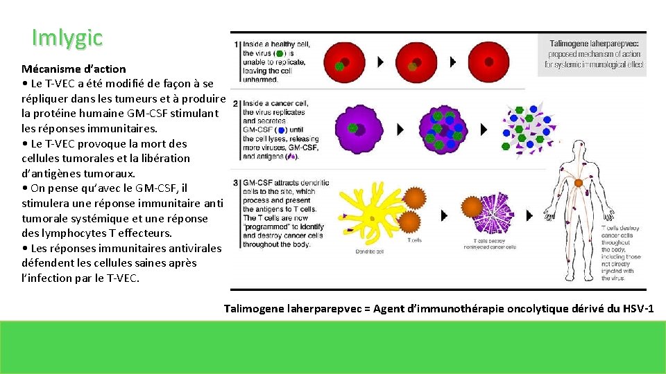Imlygic Mécanisme d’action • Le T-VEC a été modifié de façon à se répliquer