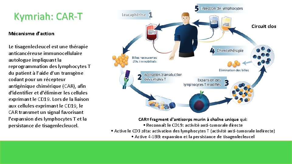 Kymriah: CAR-T Mécanisme d’action Le tisagenlecleucel est une thérapie anticancéreuse immunocellulaire autologue impliquant la