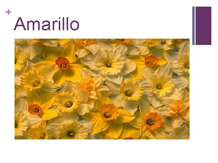 + Amarillo 