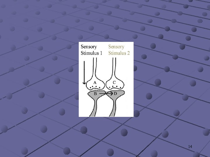 14 