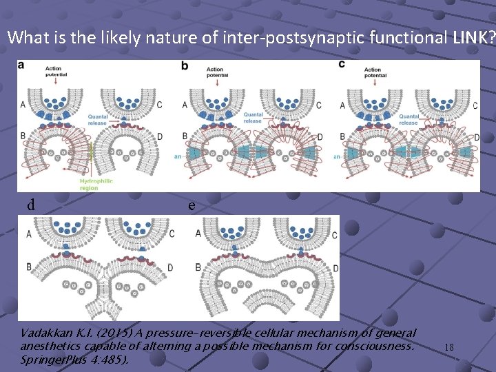 What is the likely nature of inter-postsynaptic functional LINK? d e Vadakkan K. I.