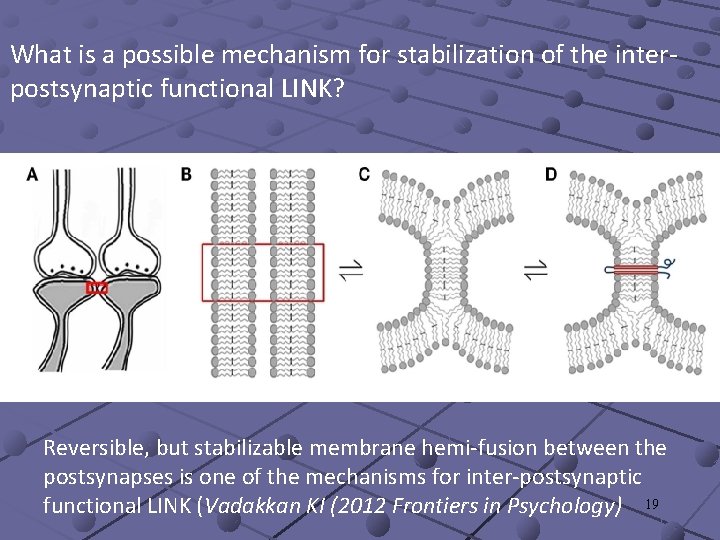 What is a possible mechanism for stabilization of the interpostsynaptic functional LINK? Reversible, but