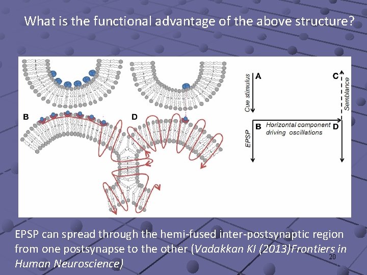 What is the functional advantage of the above structure? EPSP can spread through the