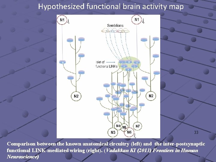 Hypothesized functional brain activity map 33 Comparison between the known anatomical circuitry (left) and