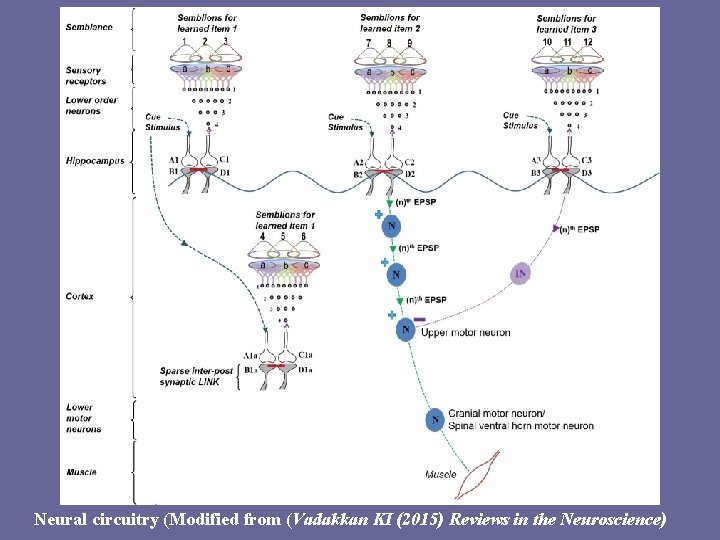 34 Neural circuitry (Modified from (Vadakkan KI (2015) Reviews in the Neuroscience) 