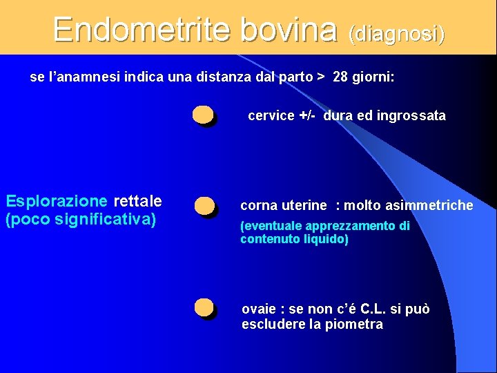 Endometrite bovina (diagnosi) se l’anamnesi indica una distanza dal parto > 28 giorni: cervice