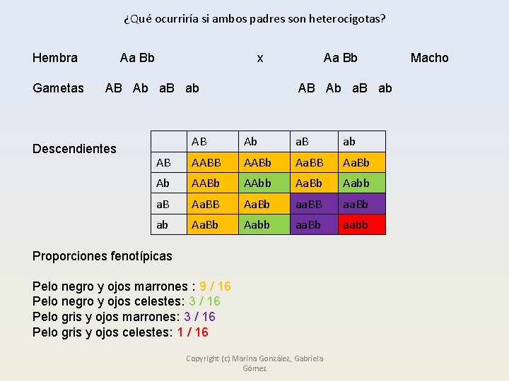¿Qué ocurriría si ambos padres son heterocigotas? Hembra Gametas Aa Bb x AB Ab