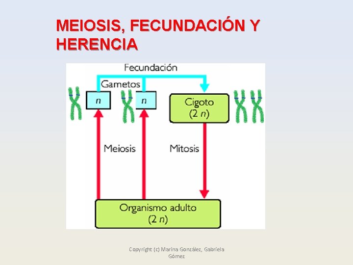 MEIOSIS, FECUNDACIÓN Y HERENCIA Copyright (c) Marina González, Gabriela Gómez 