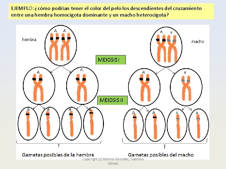 EJEMPLO: ¿cómo podrían tener el color del pelo los descendientes del cruzamiento entre una