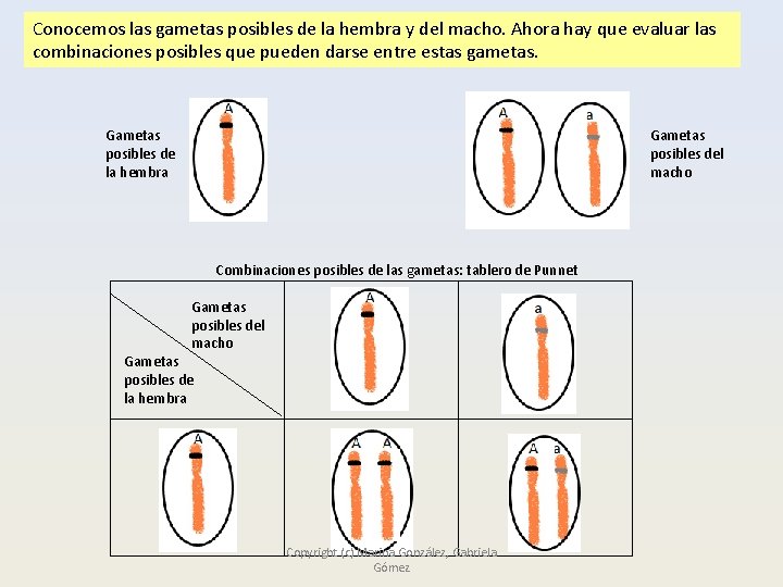 Conocemos las gametas posibles de la hembra y del macho. Ahora hay que evaluar